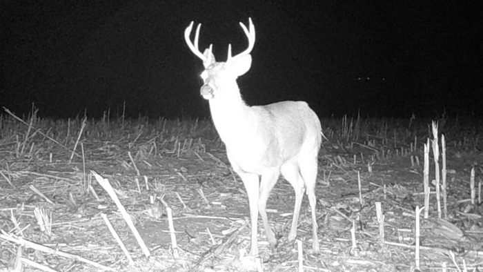 Buck Deer on Trail Camera Image